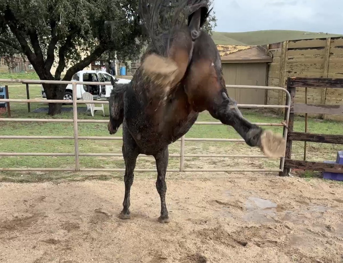 GloriousAllianc's tweet image. Nileist, like me, thought he could kick out haphazardly to prevent working out. When he did K said “Wonderful! You will learn to symmetrically use your kick muscles for jumping! We won’t stop until you symmetrically kick above your head. Let’s go for a meter 20 landing!”