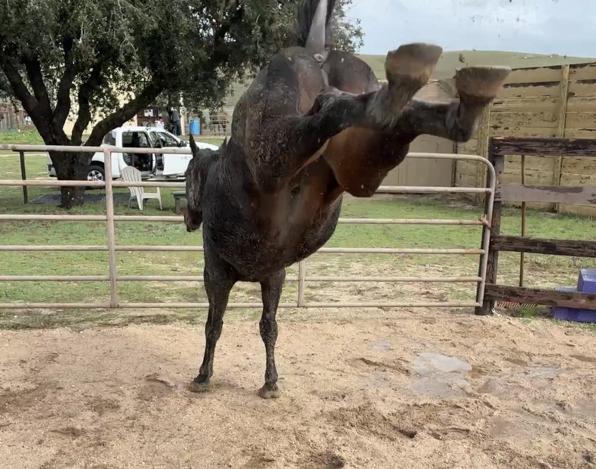 GloriousAllianc's tweet image. After about 25 kicks, Nileist got down to brass tacks and achieved a good jump landing kick! Maybe not 1.20 m, but close nonetheless! And he was tired. Like I had been. That amount of  kicking is like doing an entire jump course.