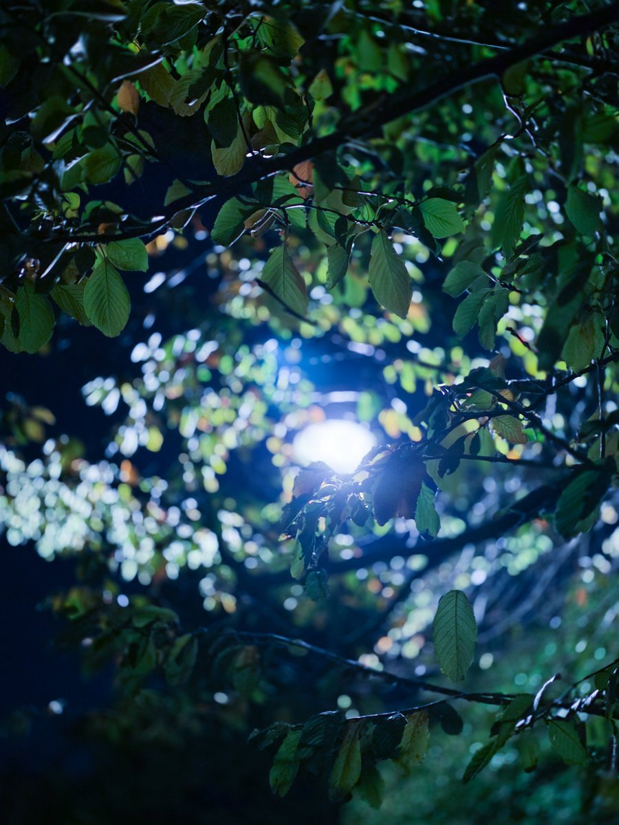 cocoa__yu's tweet image. よる