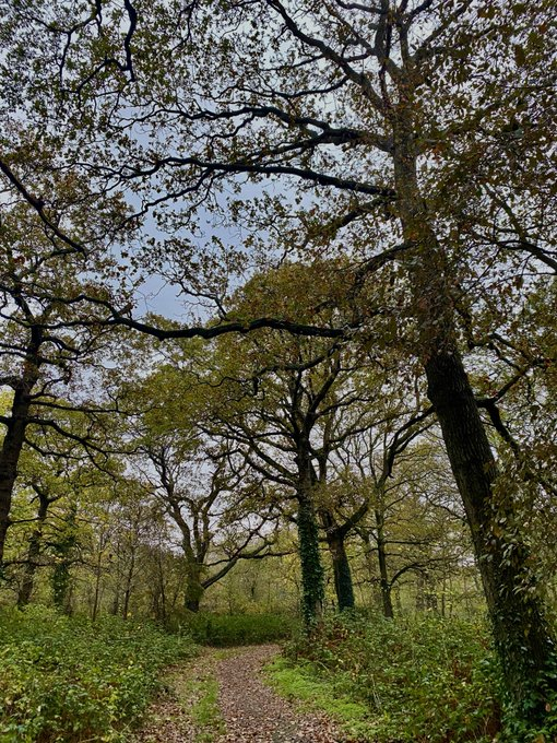 viala_alicia's tweet image. 🌳🍃🍁 #trees #autumn #treeclub