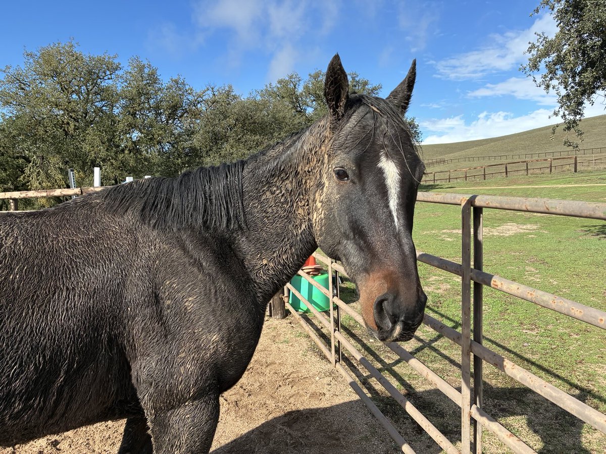 GloriousAllianc's tweet image. At the end of what could’ve been an all out fight after stupidly donkey kicking at K, Nileist realized his attention was steered to achievement. I never donkey kicked out again. That workout is too tough. I think Nileist will think twice too.