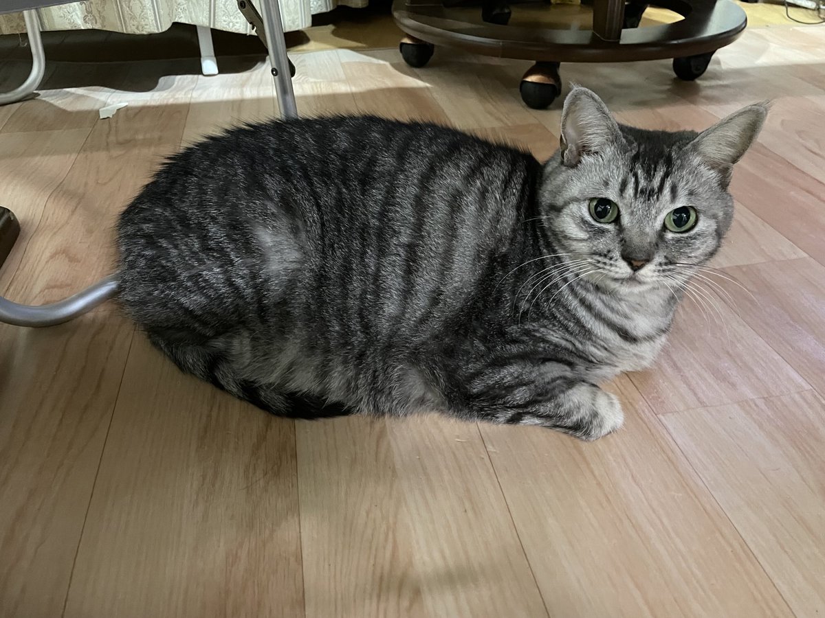 FukurinK's tweet photo. ちぃちゃん🩷
ホットカーペットの上でまったり♪ https://t.co/zOT2iHyAfq