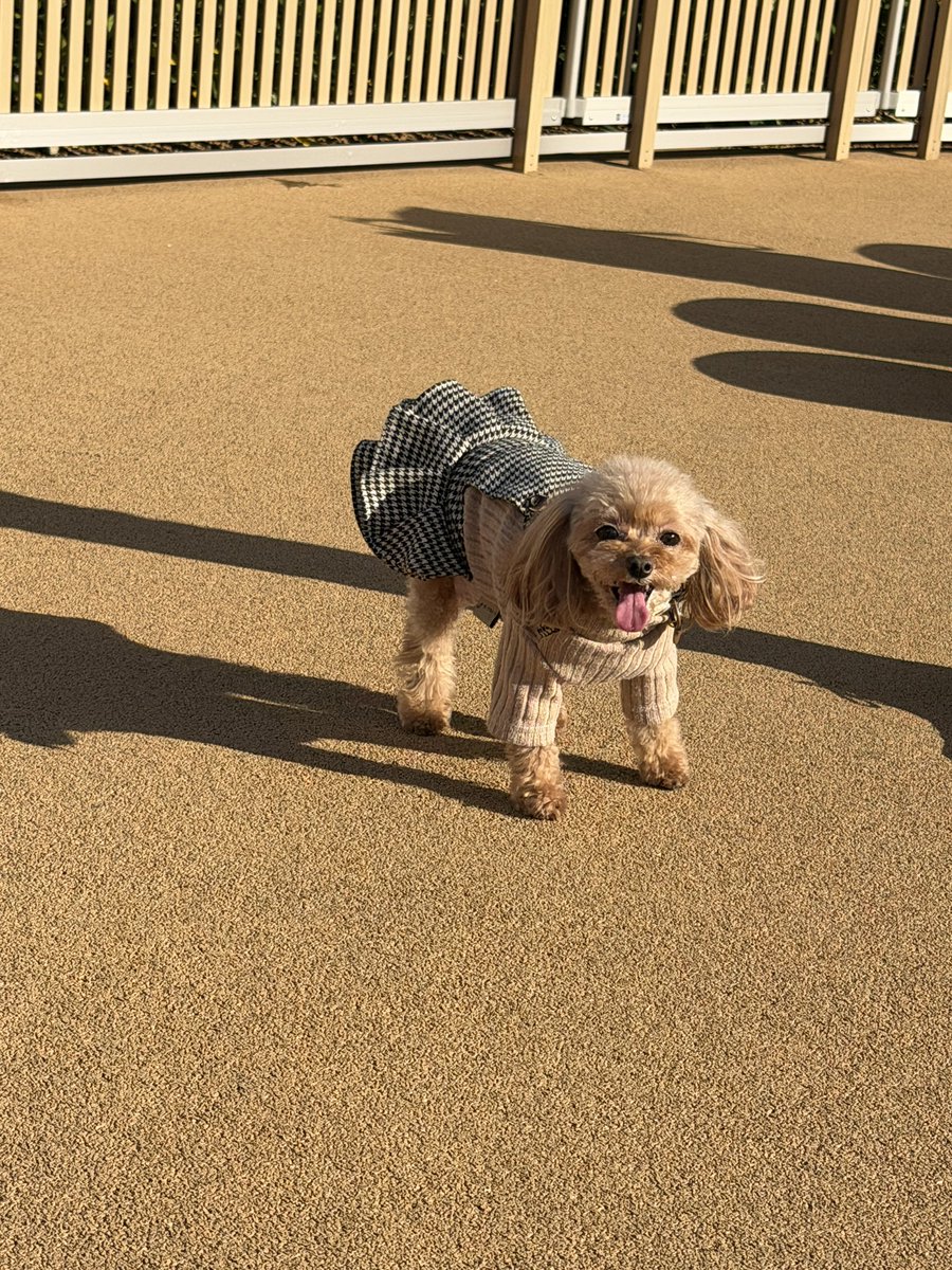 moca_toy's tweet photo. 今月オープンした岡崎のアウトレットに行ってきたよ〜🐶💖
山田農園さんのたまご焼き美味しかった…ჱ̒՞ ̳ᴗ ̫ ᴗ ̳՞꒱
ドッグランでは全然走らず他のワンちゃんから逃げて知らない飼い主さんに抱っこをせがんでました🥹
犬と入れるお店がたくさんで楽しかった〜❣️ https://t.co/CMJjhzEm31