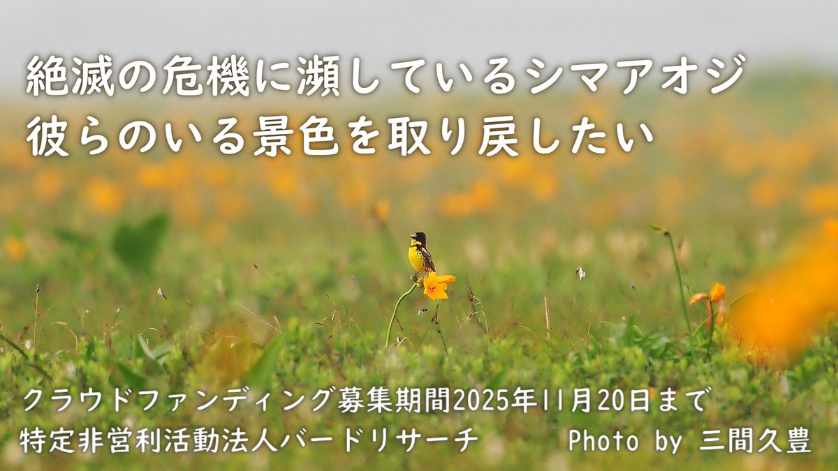 BirdResearch's tweet image. 【あと１日】絶滅の危機に瀕しているシマアオジ　彼らのいる景色を取り戻したい
現在332名の方から4,108,300円のご寄付をお寄せいただいています。
目標金額 4,500,000円
〆切 11月20日23:00
readyfor.jp/projects/aureo…
バードリサーチと日本野鳥の会によるクラウドファンディングにご協力をお願いします