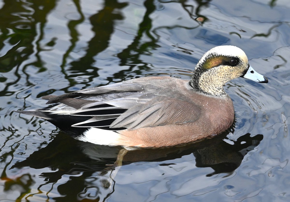 cedar (@HFkyzWaEGt49744) / Posts / X