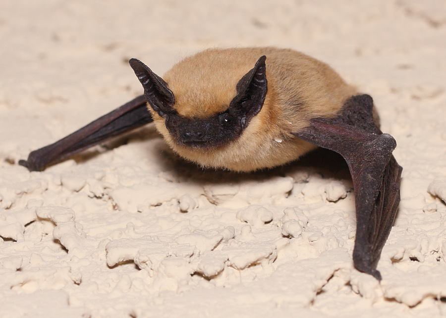 joehansen's tweet image. The canyon bat (Parastrellus hesperus) is the smallest bat in the USA, with a wingspan of just 20cm!  

(Photo SanDiegoRefuges)