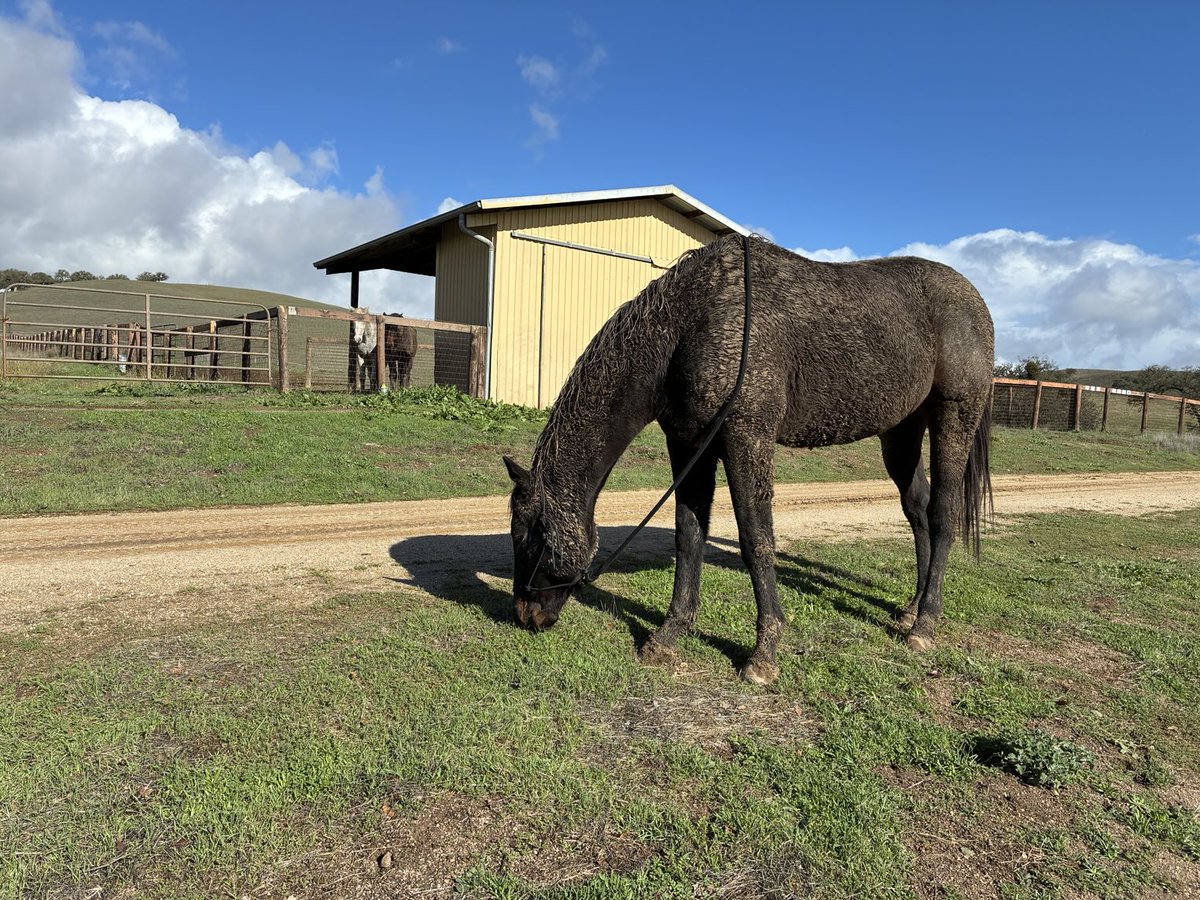 GloriousAllianc's tweet image. Hackleton enjoyed a lovely snack on the grass area near the drive..