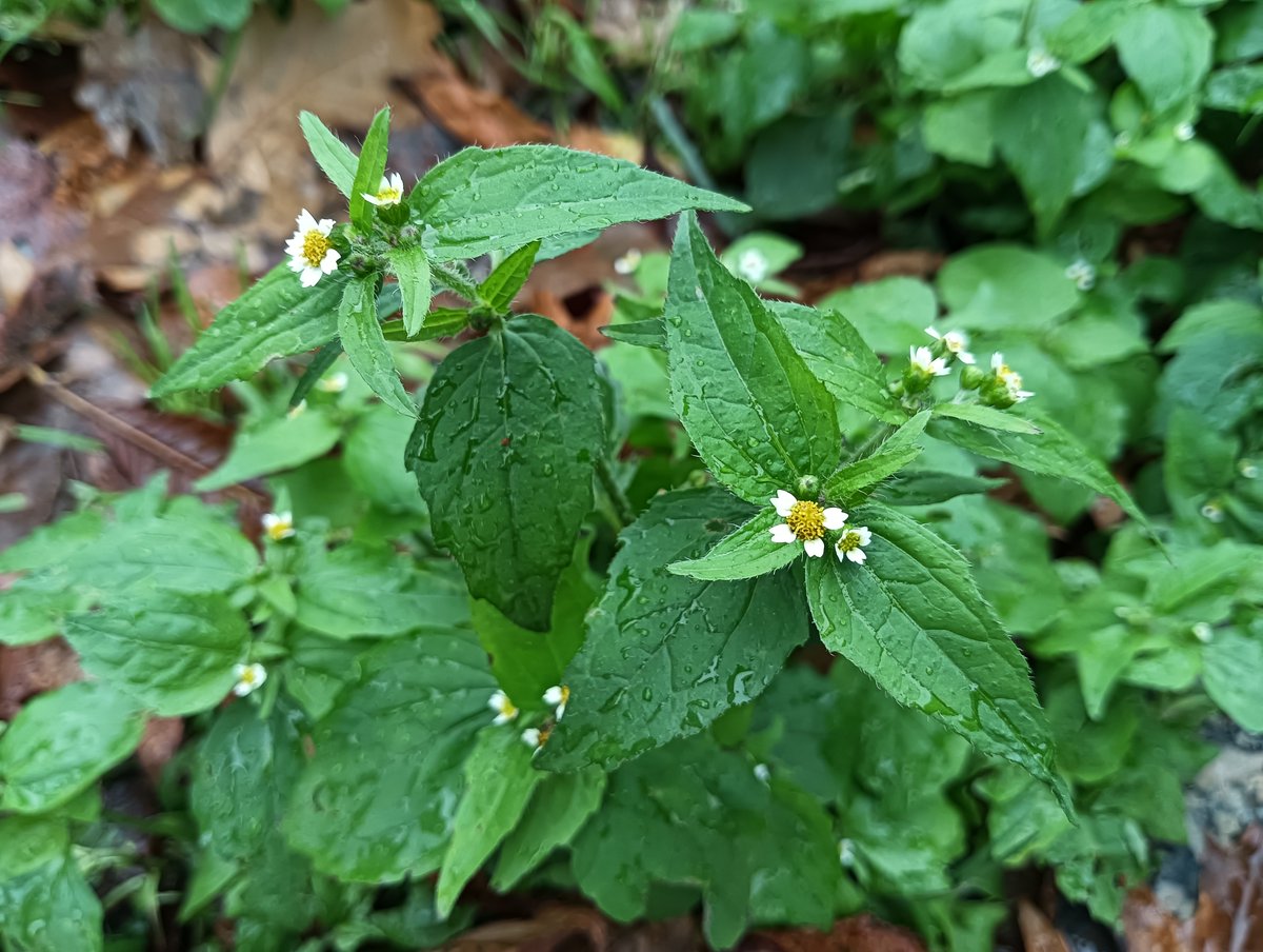 flora_vigo's tweet photo. Galinsoga quadriradiata (facendeiro común), una preciosa #hierba urbana, rebelde y espontánea que ha encontrado su hogar perfecto en los maceteros y #alcorques públicos de la ciudad de Vigo.
#alcorquesvivos #alcorque #plantas #flora https://t.co/PLY5BHHgQV