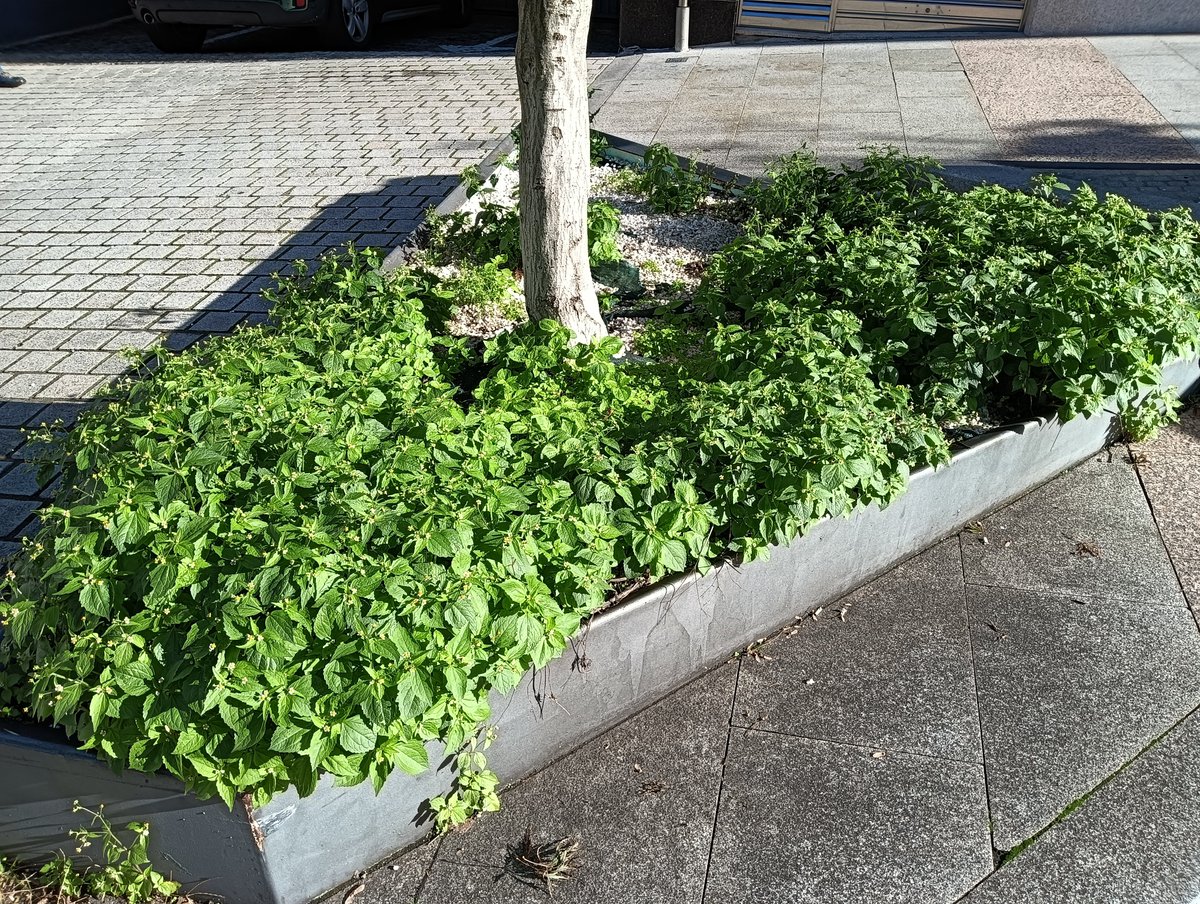 flora_vigo's tweet photo. Galinsoga quadriradiata (facendeiro común), una preciosa #hierba urbana, rebelde y espontánea que ha encontrado su hogar perfecto en los maceteros y #alcorques públicos de la ciudad de Vigo.
#alcorquesvivos #alcorque #plantas #flora https://t.co/PLY5BHHgQV
