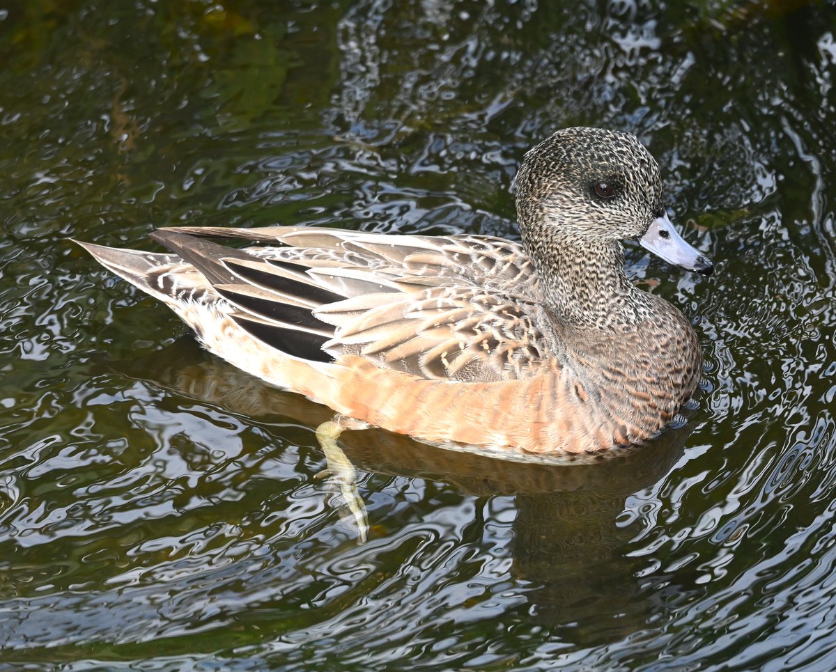 cedar (@HFkyzWaEGt49744) / Posts / X