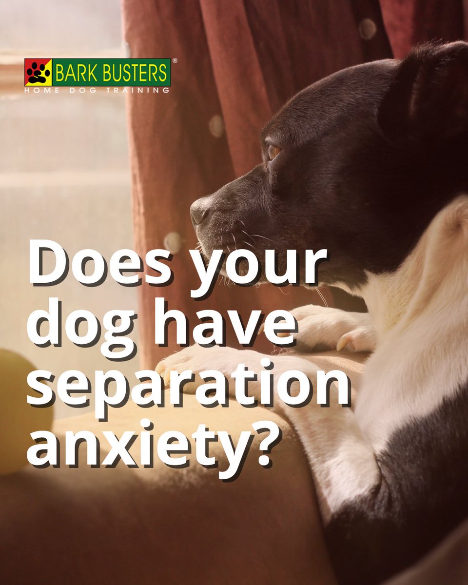 barkbusterla's tweet image. 🎾🐶 Whether it’s barking, biting, or jumping, we’ll help your pup become their best self—naturally and effectively! 🏡❤️
👉 barkbusters.com/dog-training/g…

#PawsitiveChange #DogBehaviorHelp