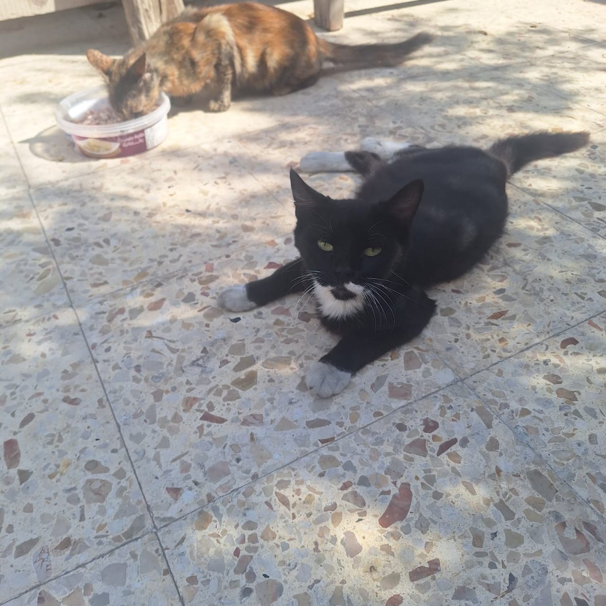 helpcatsmsallam's tweet image. I&apos;m tired... tired of everything: the attempts, the silence, the pretense of being strong, while inside I&apos;m falling apart little by little every day.

And all the pain inside me grew and grew until it became too heavy for me to bear.

Maybe it wasn&apos;t my fault, maybe I wasn&apos;t…