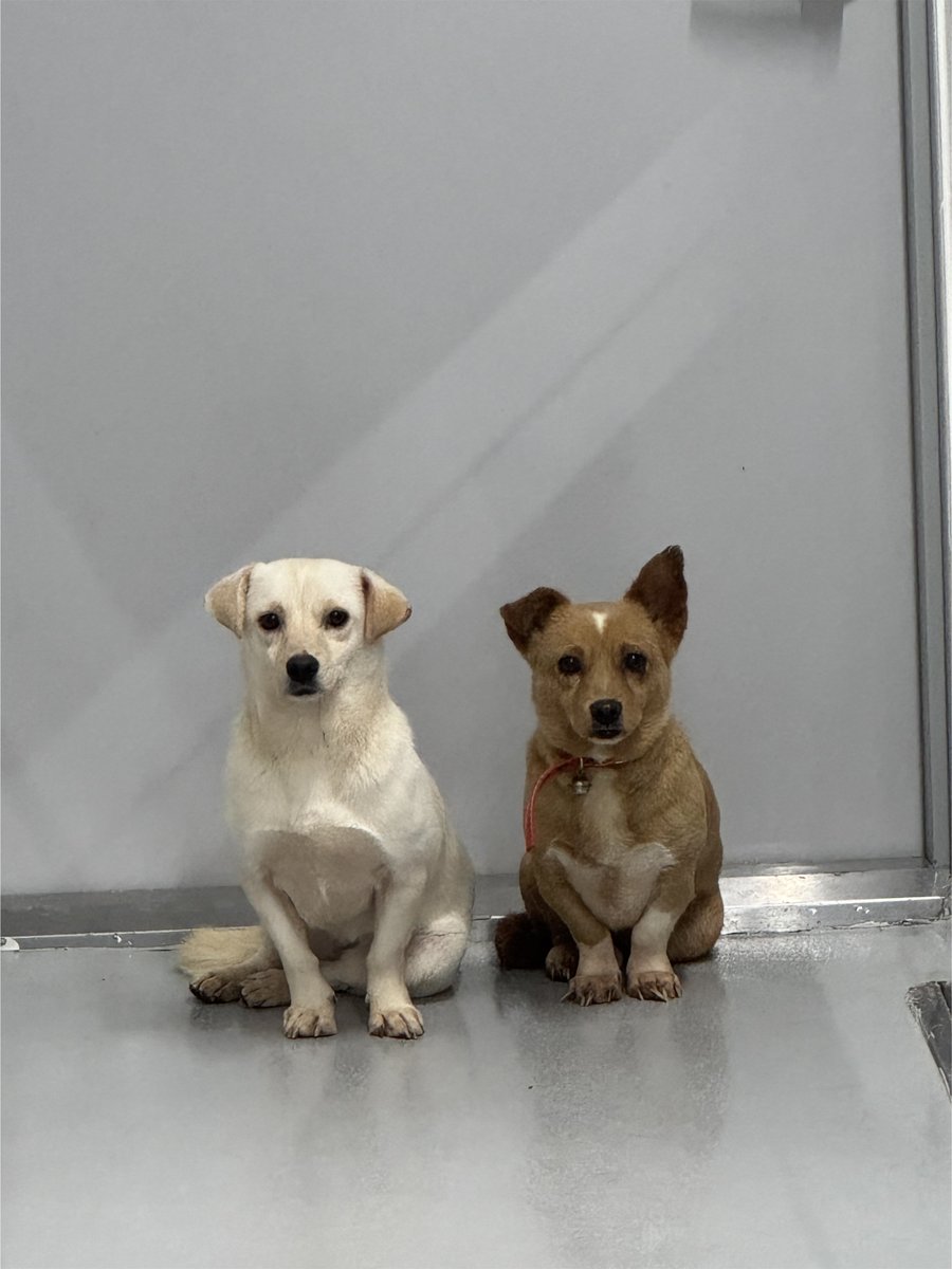 마요 모견은 아직도 홍성보호소에 있대요 ㅠㅠ
잉잉 불쌍해 엄~청나게 겁쟁이래요 겁보,..
마요도 겁이 조금 있는데 유전인것같아요
귀 짝짝이랑 얼굴이랑 다리랑 다 완전 똑같음... 
이름은 케찹이래요(ㅋㅋ)
구조(입양갈때까지 책임지는것)나 입양 관심있으시면... 인스타 댕잇슈로 연락부탁합니다!!