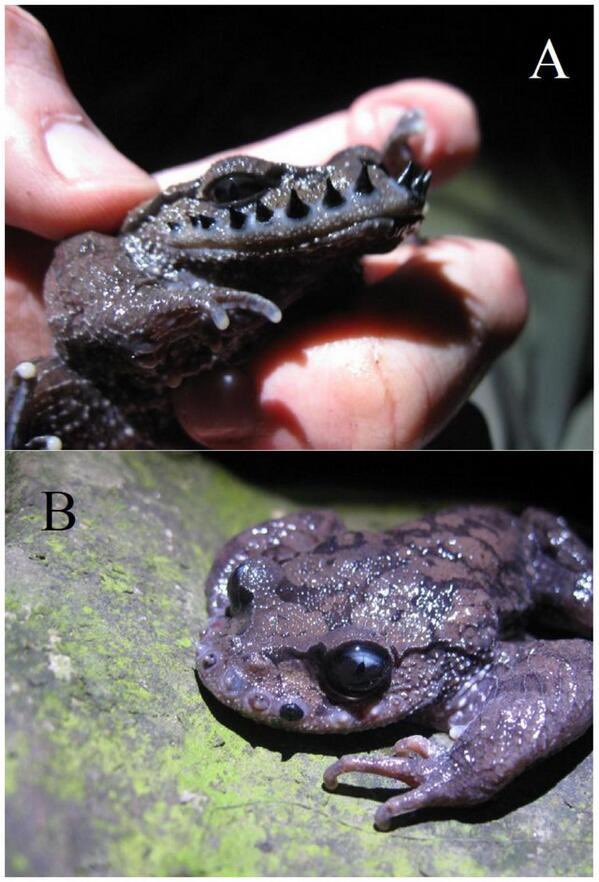 joehansen's tweet image. The Emei moustache toad grows spikes on its snout to use as weapons in breeding season &amp;amp; then sheds them afterwards.  

(Photos Cameron M Hudson)