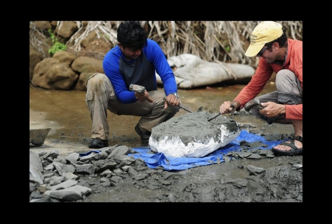 El paleontólogo marino Carlos De Gracia profesor de la Facultad de Ciencias Naturales, Exactas y Tecnología de la Universidad de Panamá, descubrió en la provincia de Colón un fósil con aproximadamente 6 millones de años de antigüedad.