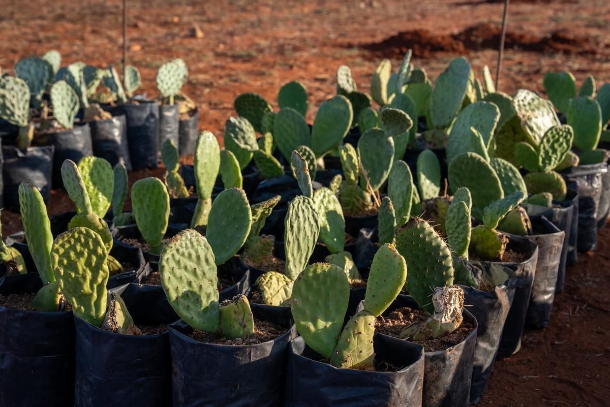 INRA Maroc tweet media