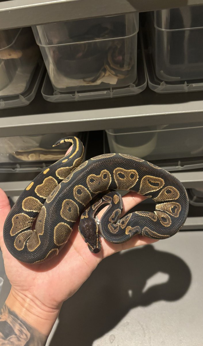 na___Python's tweet image. むちんむちん。