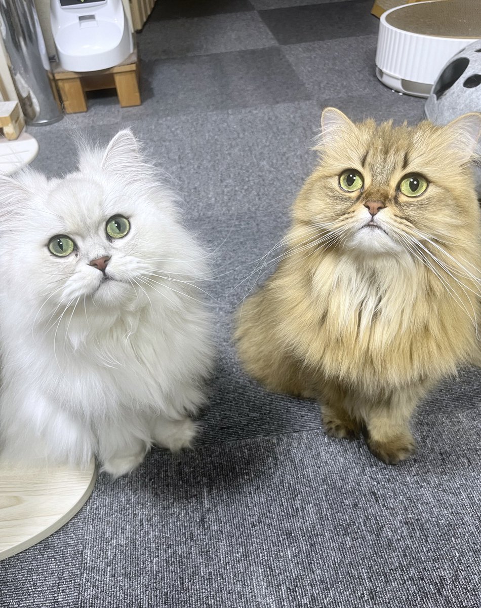 茶々ママページ 茶々ママ (@chachamama0515) / Posts / X