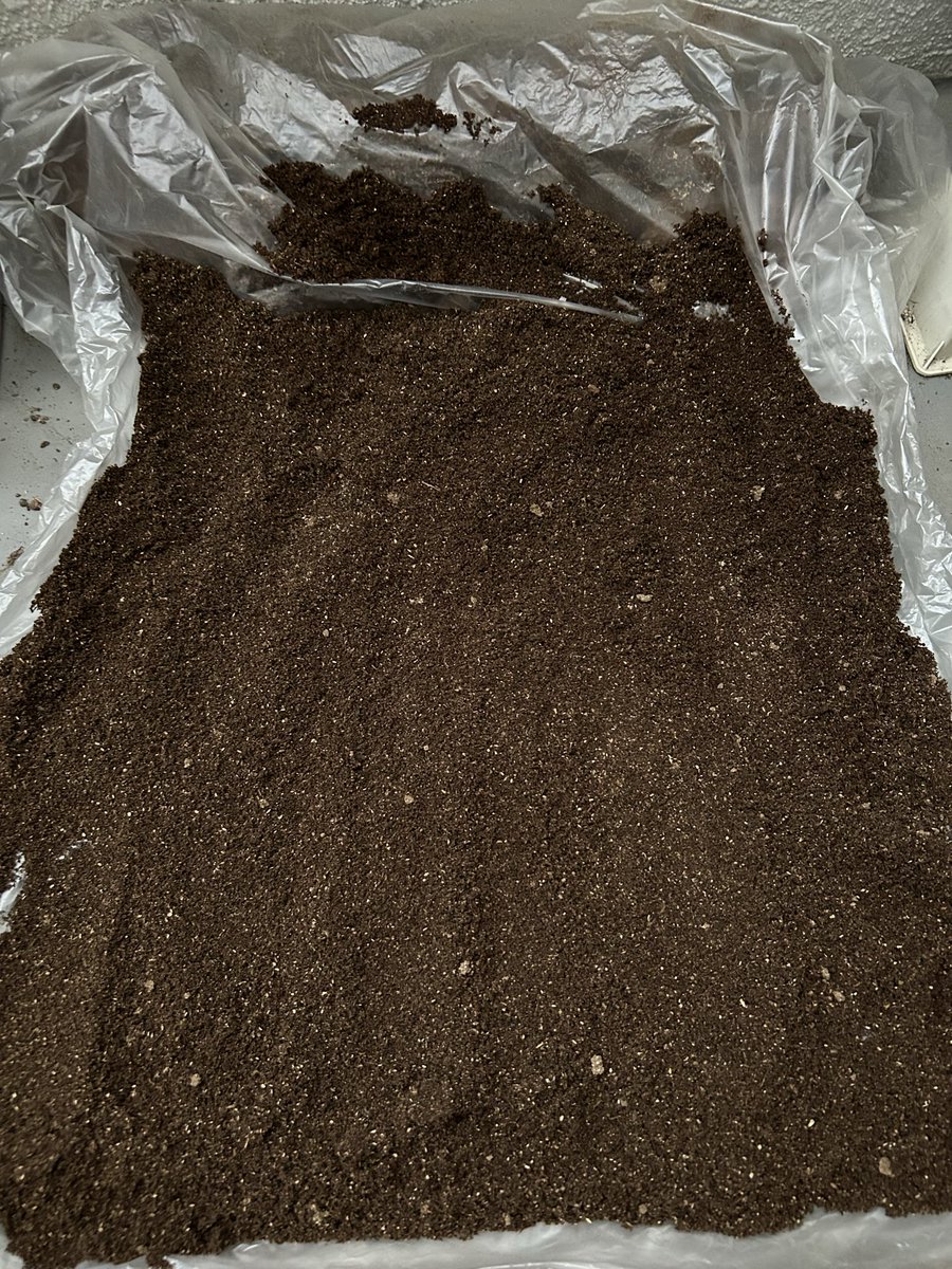 Yabugiris's tweet image. クワカブ飼育してると必ず出てくるキノコバエの幼虫は冷凍しても死なないが乾燥には弱いので数日天日干し
マットを処分する方法もあるけどもったいない精神が勝ってしまう