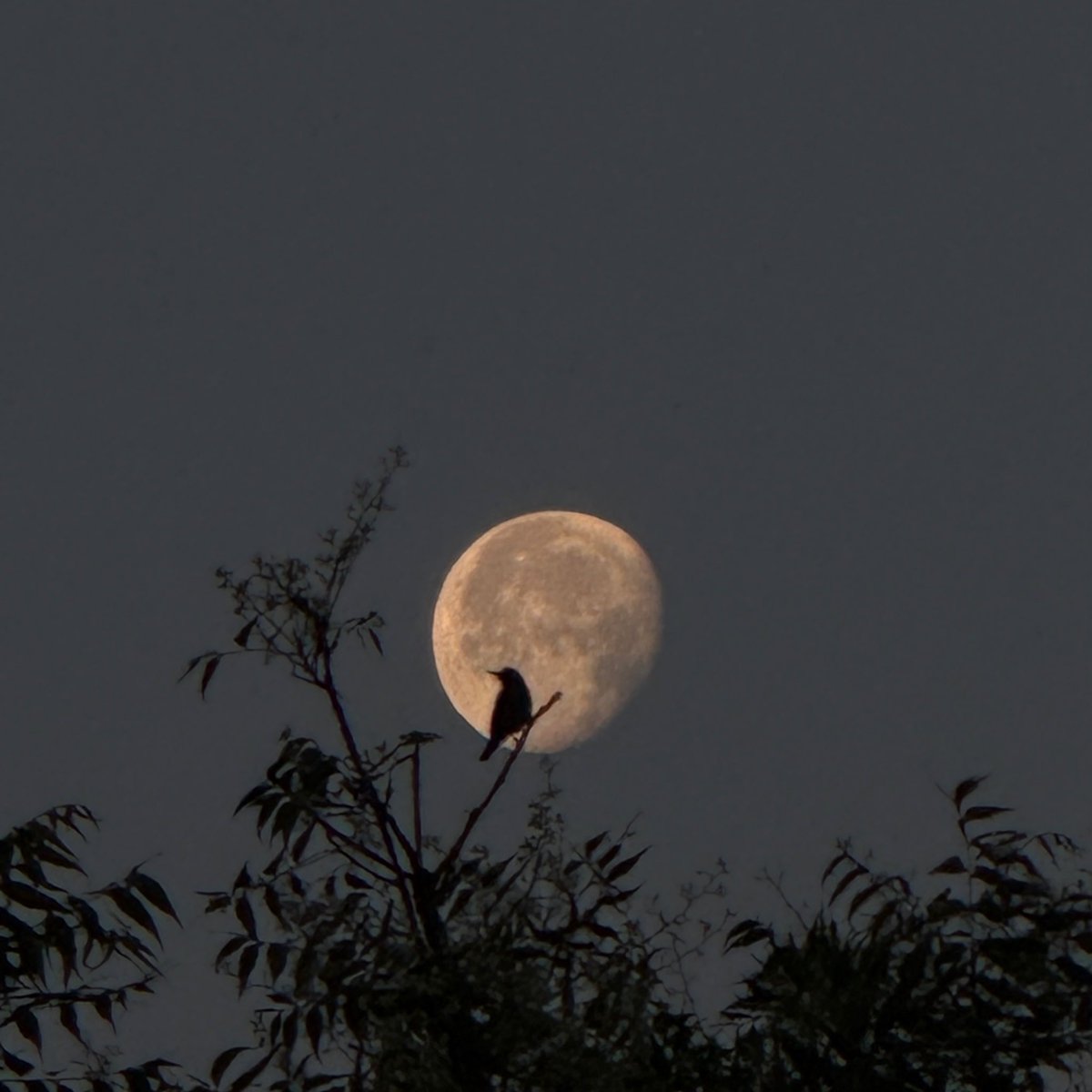 sidhupam77's tweet image. As a photography lover, My favourite feature is 5X Periscope lens on the POCO F8 Ultra, so that I capture some beautiful shots from it.
#POCOF8Ultra
#POCOF8Series

@kang_poco  @POCOGlobal 

Tag - @Wasimkh110