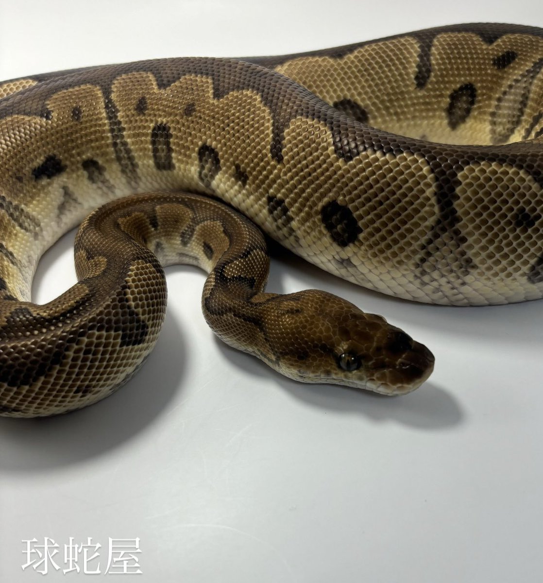 tamahebi_bp's tweet image. 【販売個体】
Mahogany Clown ♀
2023CB
¥88,000

900グラムほどの女の子です！
来年の早い段階で活躍可能です‼︎

#ボールパイソン
#ballpython
#爬虫類
#球蛇屋