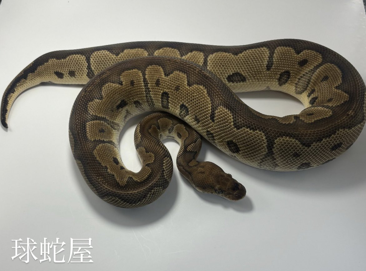 tamahebi_bp's tweet image. 【販売個体】
Mahogany Clown ♀
2023CB
¥88,000

900グラムほどの女の子です！
来年の早い段階で活躍可能です‼︎

#ボールパイソン
#ballpython
#爬虫類
#球蛇屋