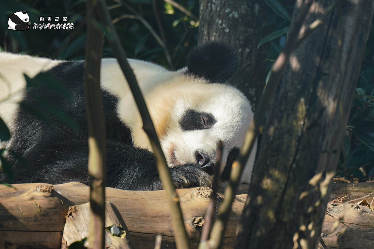 日向ぼっこで眠る楓浜と木漏れ日の中で食事する楓浜🐼🍁