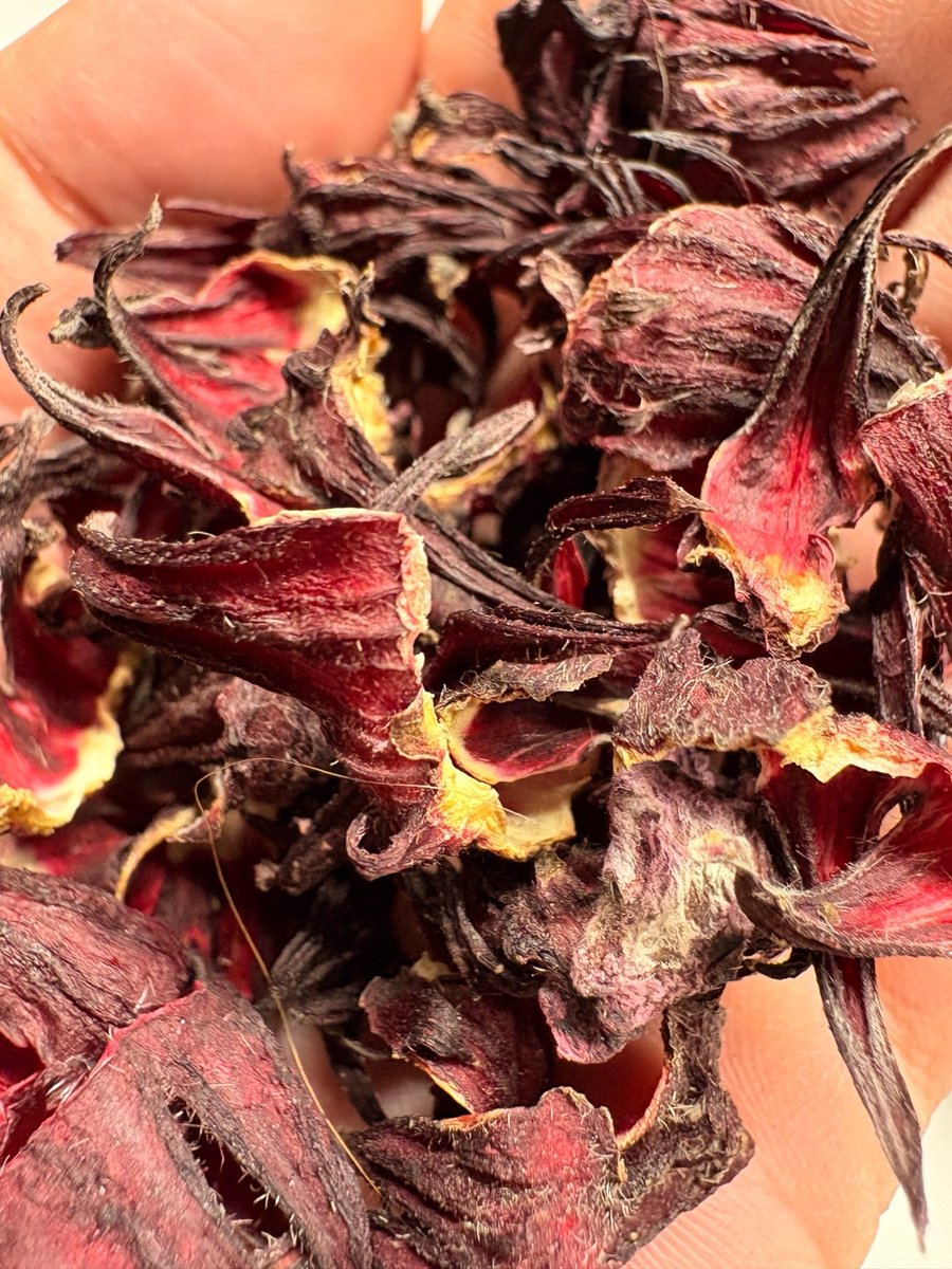 kintora_nagoya's tweet image. 新酒の仕込みと並行して、「きんとらうめ酒」「きんとらうめ酒ローゼル」の製造も進んでいます。

津島市で福祉農業に取り組んでいる「ベジタリ菜」さんより、今年のローゼルが到着しました。暑さに強い植物だけあって、今年は良い出来とのことです。

新酒とあわせて、ご期待ください。