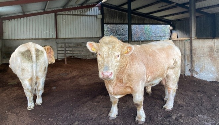 teagasc's tweet photo. Winter is a critical time for beef stock bulls, writes #FutureBeef Programme Advisor, James Mullane, @TeagascBeef who shares five key tips for better stock bull management over the winter period.
Read it here https://t.co/O9FrMwRFjc https://t.co/jxPNN2fbGZ