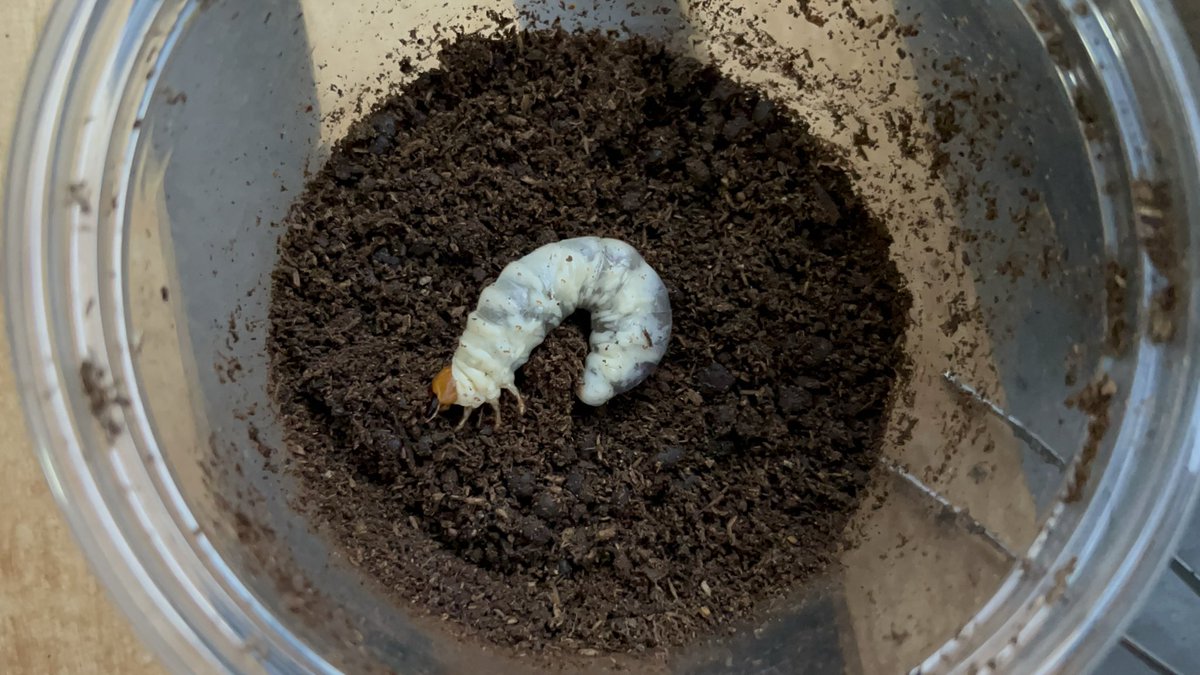 Yabugiris's tweet image. 孵化から4ヶ月でこの大きさになるとは…
メスで早い個体はあと2ヶ月もすれば蛹化が始まる
数年ぶりのヒラタ飼育なのでサイズは気にせずやるつもり