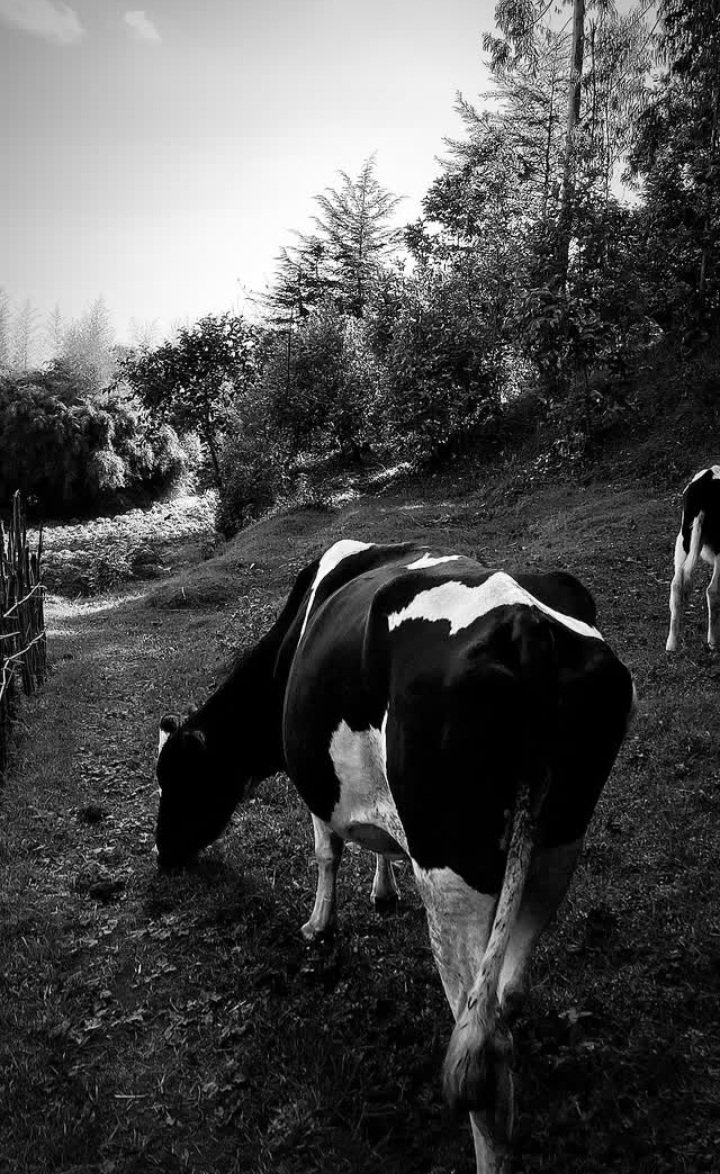 irakoze____'s tweet image. Bavuga kândi:

Irarīnze
Irafumyé
Iravyâgiye
Irîvuze
Irarêse
Irahāgije
Irîkina 
Irarongōye
Irūza
Irāngishiye
Iráyirēnze...

#Inka