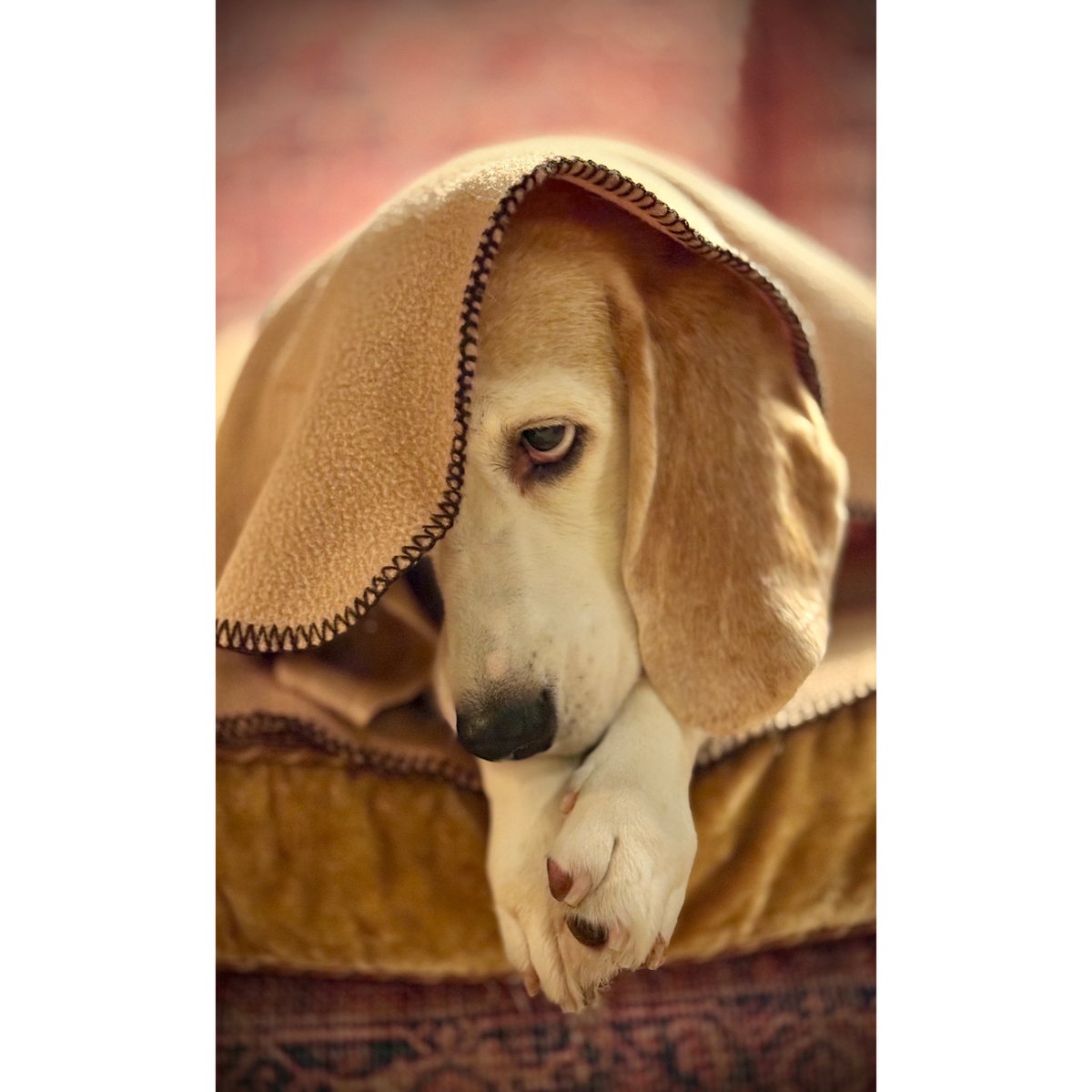 Derren Brown tweet media