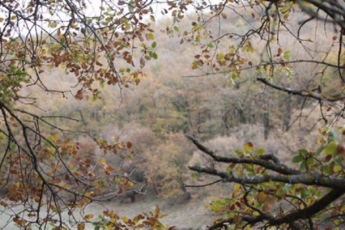 Palabra de hoy: marcescente

Se dice de la hoja caduca que permanece marchita en la rama hasta el nacimiento de la siguiente hoja. 

También se aplica para los pétalos o sépalos que, marchitos, no se desprenden.

#DiccionarioAceytuno 📚  #Nature

📷  Quejigar de hoja marcescente.