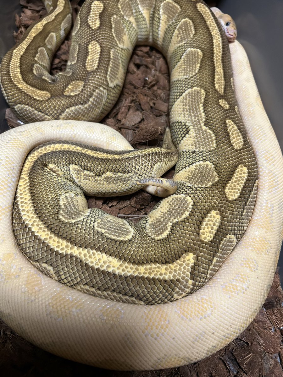 ancientfishbp's tweet photo. 2026🐍🔥 https://t.co/Dz4vd2wl6n