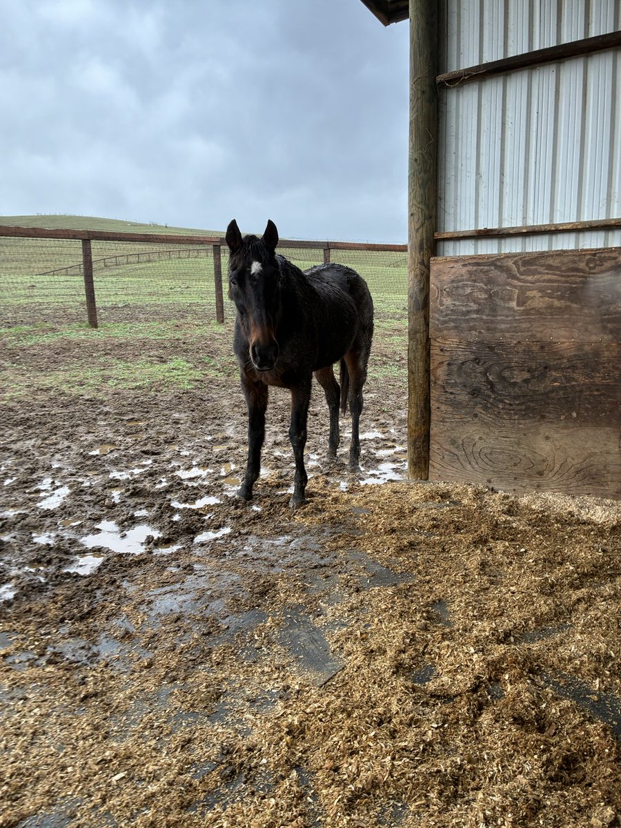 GloriousAllianc's tweet image. K: Pix, come in to the dry shavings area. 
Pixie: Nope.
K: Pixilator!
Pixie: No. I love how this cold mud feels on my hooves!
(Both she and Hackleton dig their back hooves into the cold mud and sigh.)
