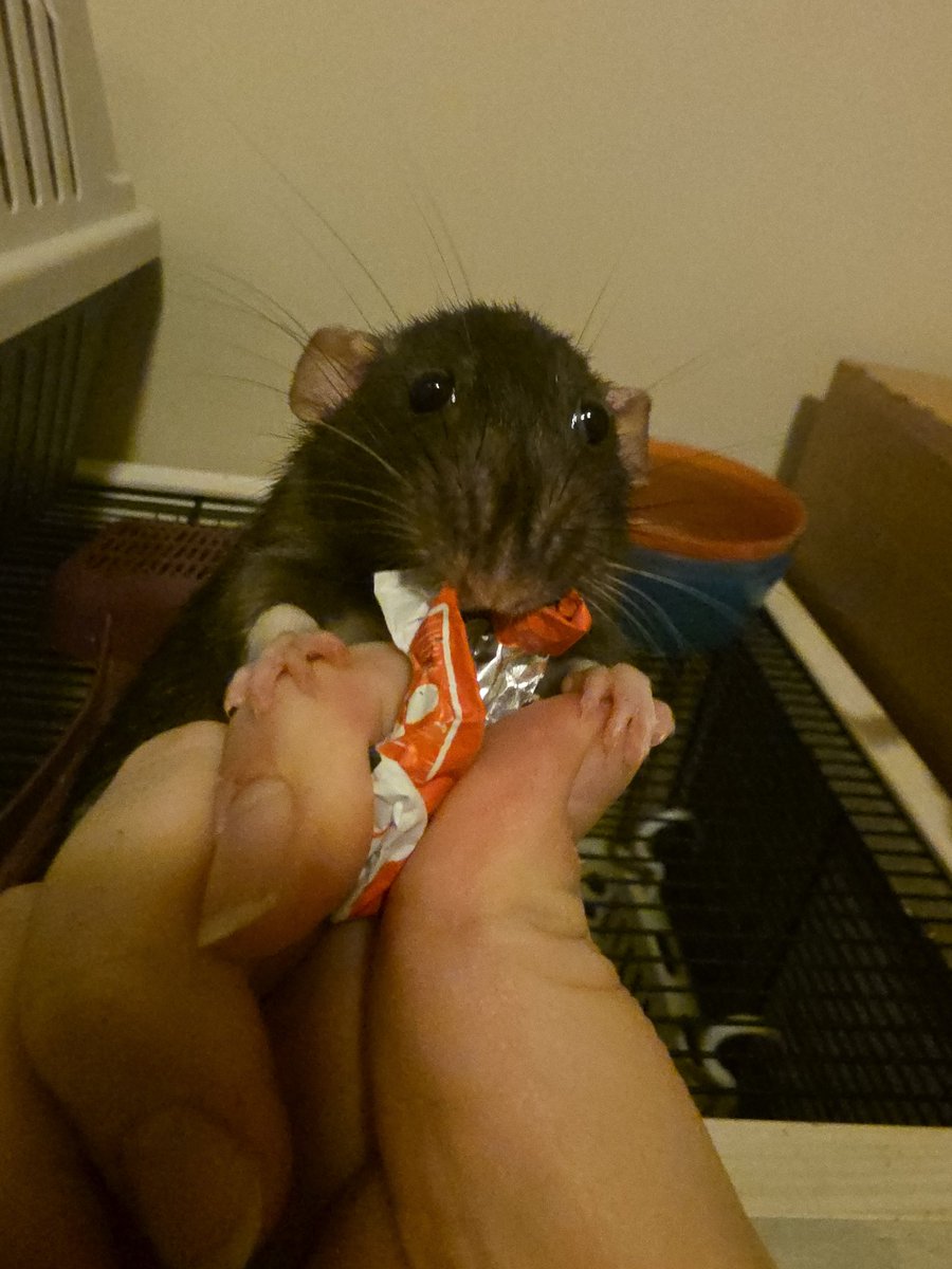 KolibriVT's tweet image. Her greed disgusts me