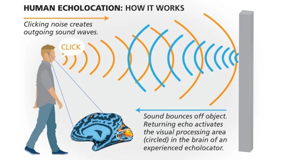 KnowledgeZoneIn's tweet image. #KnowledgeByte: #Echolocation is a biological sonar system used by certain animals to navigate and find prey in their environment. 

Human echolocation is the ability of humans to use sound waves to perceive their surroundings.

knowledgezone.co.in/posts/Human-Ec…