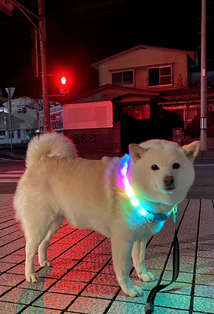 kamaishiseimen's tweet photo. 夜犬 https://t.co/iFZyLQi46a