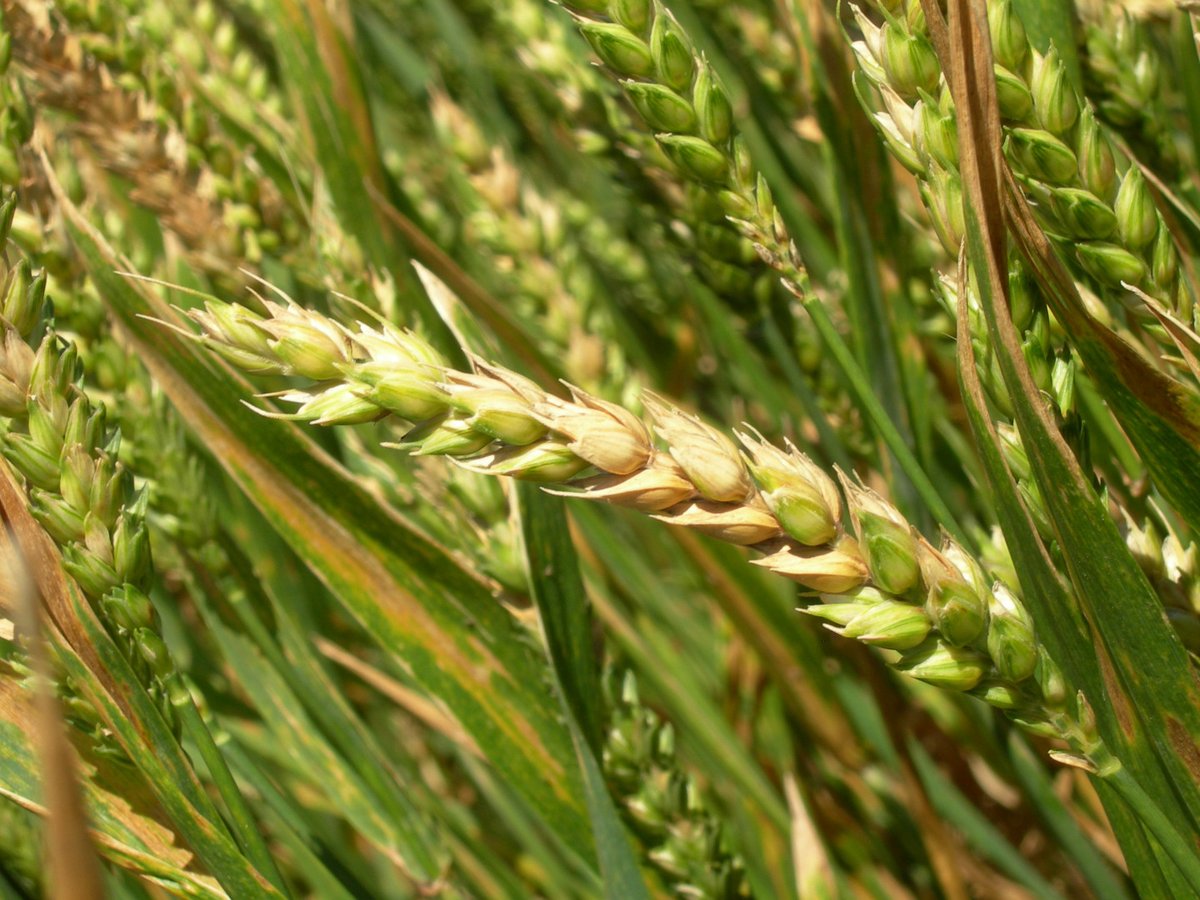 INTA Informa tweet media