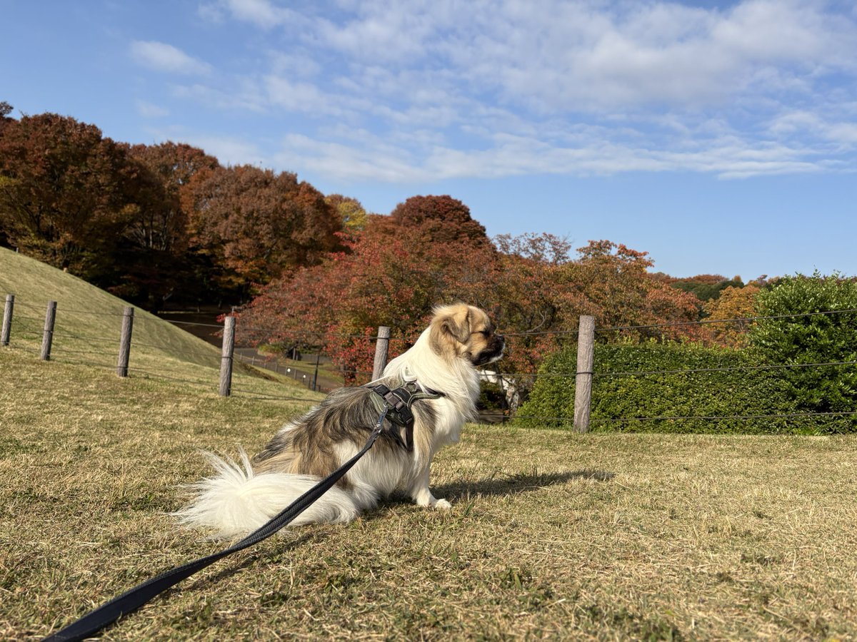 NTibbie's tweet photo. 気がつけば
色づく季節

ウチに来て　もうすぐ季節がひと巡り

#森チ #チベタンスパニエル #tibetanspaniel https://t.co/ADFf5DvrkK