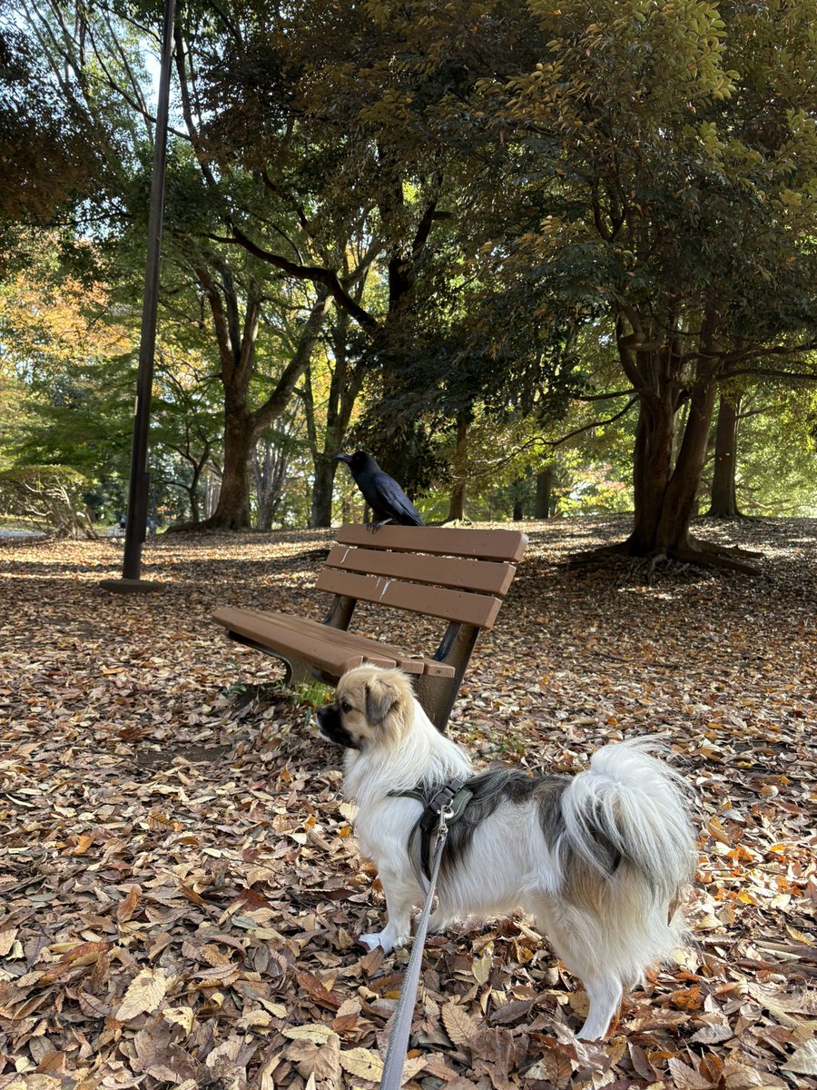 NTibbie's tweet photo. 気がつけば
色づく季節

ウチに来て　もうすぐ季節がひと巡り

#森チ #チベタンスパニエル #tibetanspaniel https://t.co/ADFf5DvrkK
