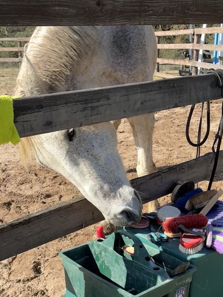 GloriousAllianc's tweet image. Surfer’s love/hate relationship with grooming accessories and brushes washed and laid out to dry by K. He remains our groomless, bathless wonder…