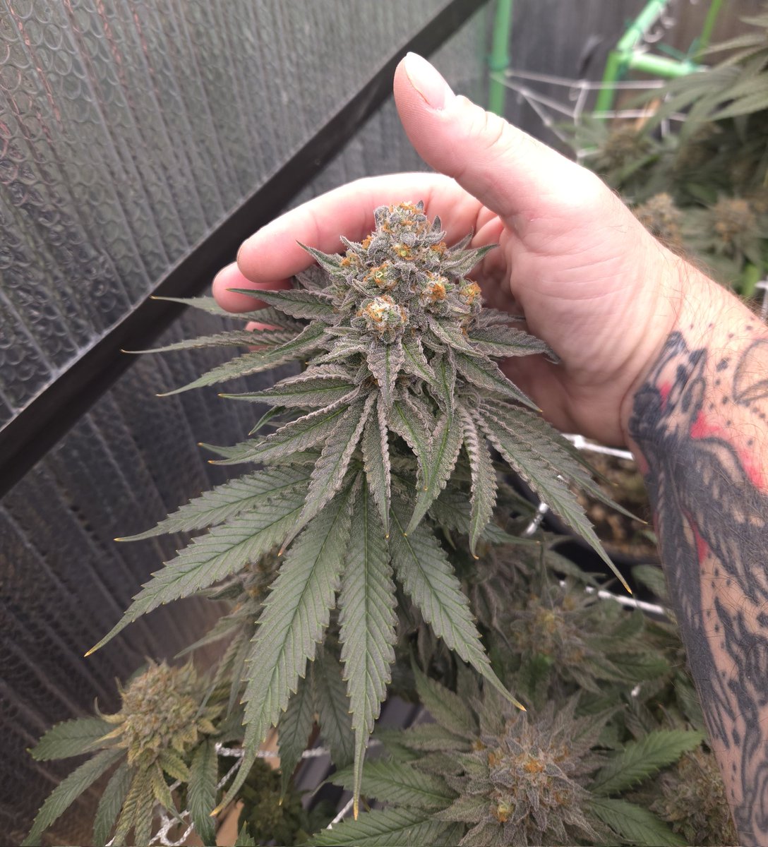kclightup's tweet image. This @BroMendel Orange Rootbeer Float is thick!!! Day 58 of flower and won&apos;t be long and she gets the 🪓
#growyourown #fuckcancer #GetScreened