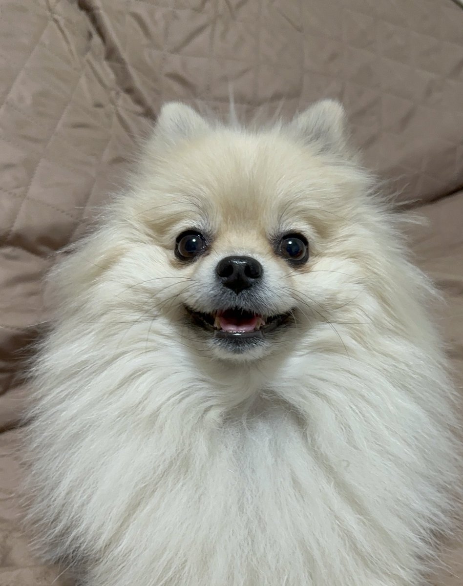 🐶えへへ🎶
#ポメラニアン
