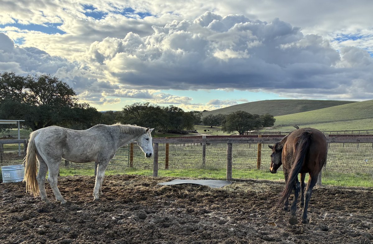 GloriousAllianc's tweet image. The pastures got new rubber mats for hay. The Kravitzes were not convinced to use them until Pixie finished her Senior and walked out to eat hay from the mats.