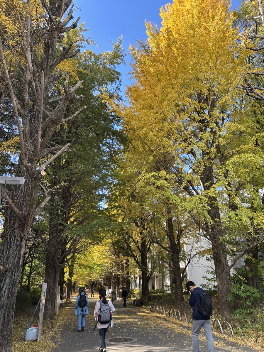 駒場キャンパスの銀杏並木、いい感じに黄色く色づいてきました。
今週末の三連休は駒場祭。