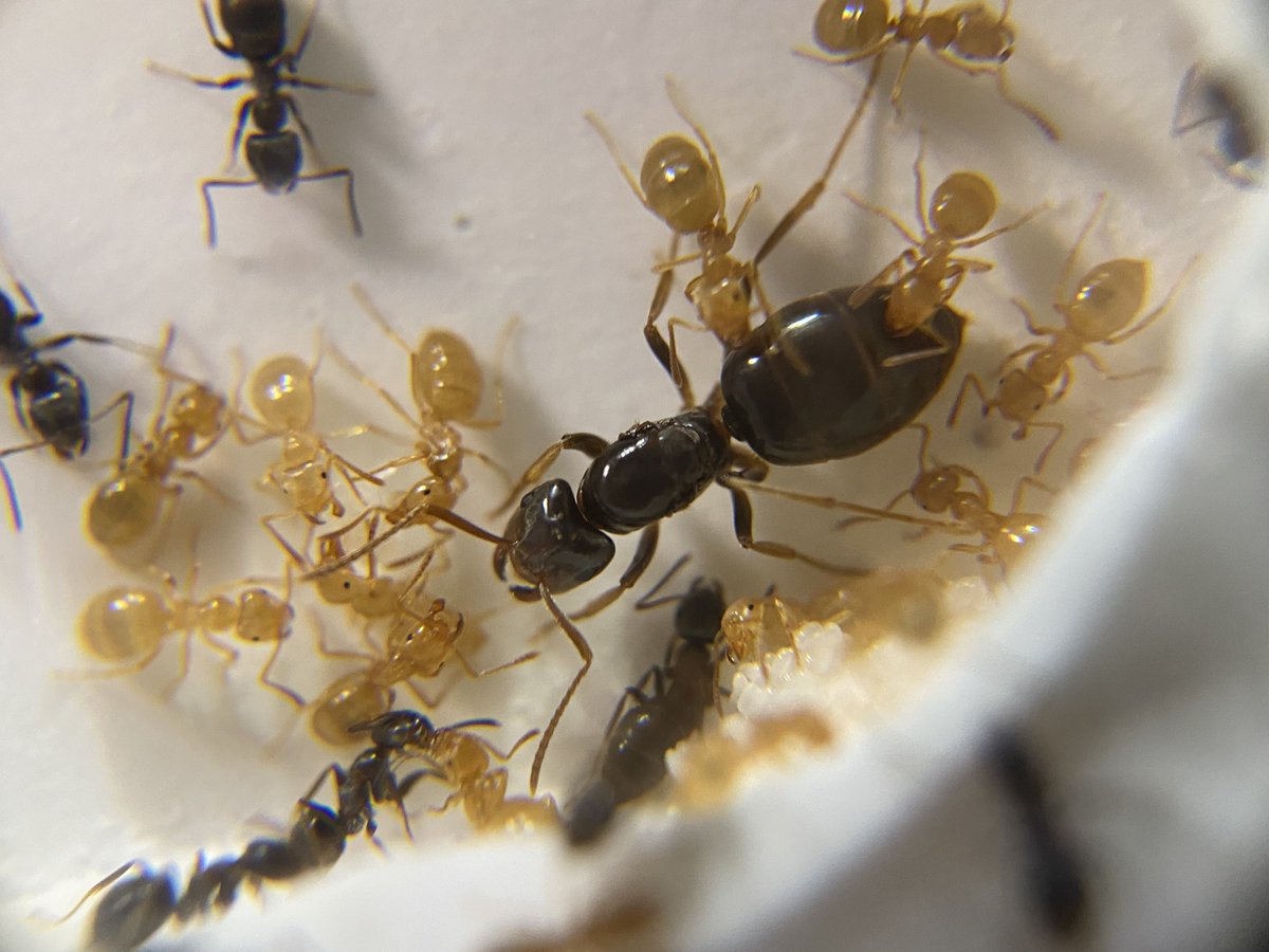 🐜アリかわいがり隊🐜 tweet media