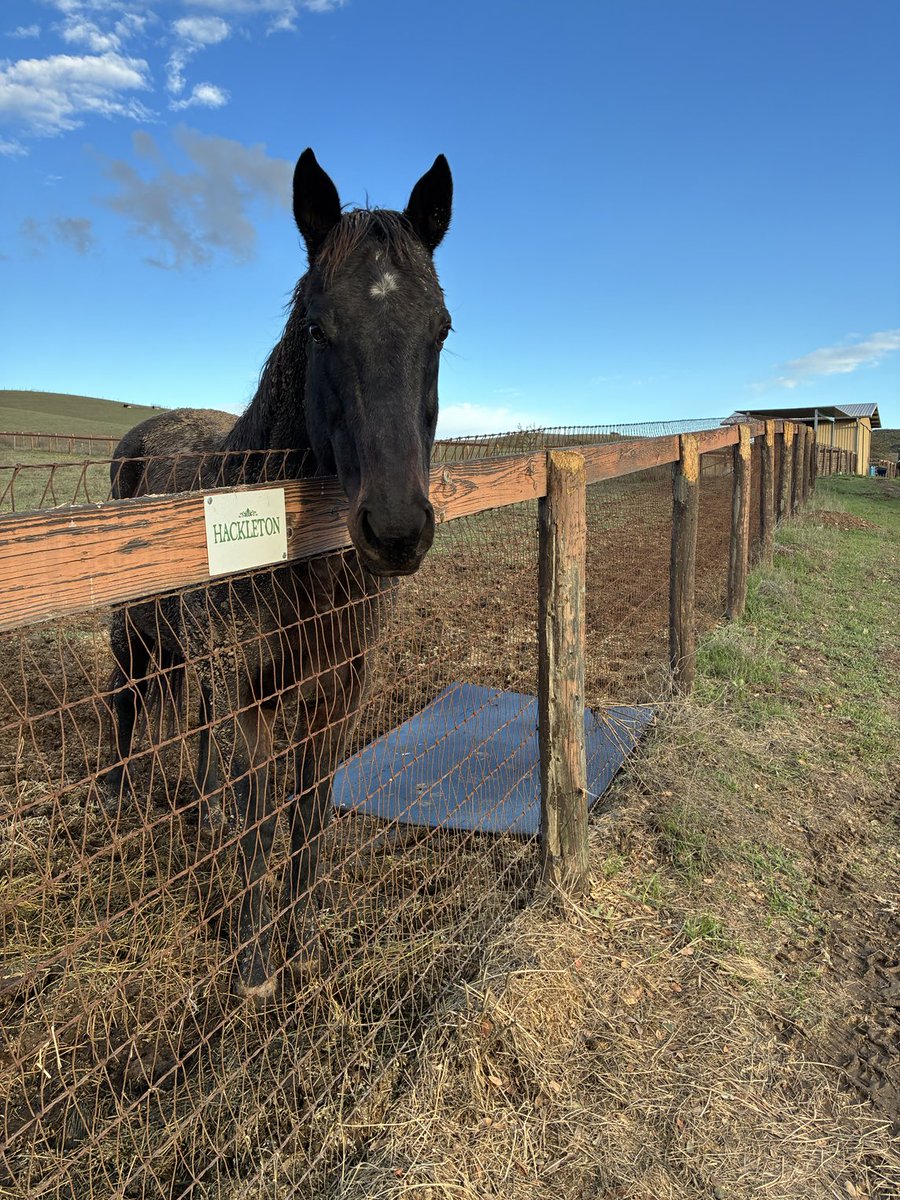 GloriousAllianc's tweet image. The consummate professional: Hackleton awaits his hay dinner with his new mat!