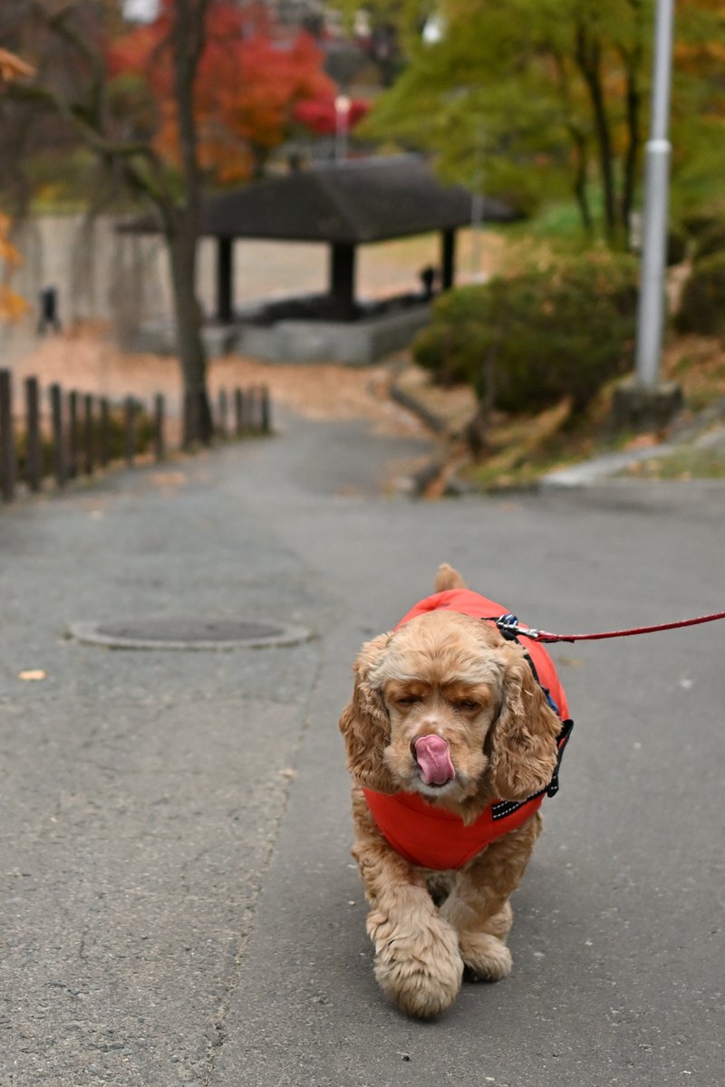 chageki's tweet image. ジュリオとまた紅葉の盛岡城跡公園を散歩しました。 plaza.rakuten.co.jp/shigekimb0515/… #r_blog 　＃アメリカンコッカースパニエル　＃盛岡　#岩手