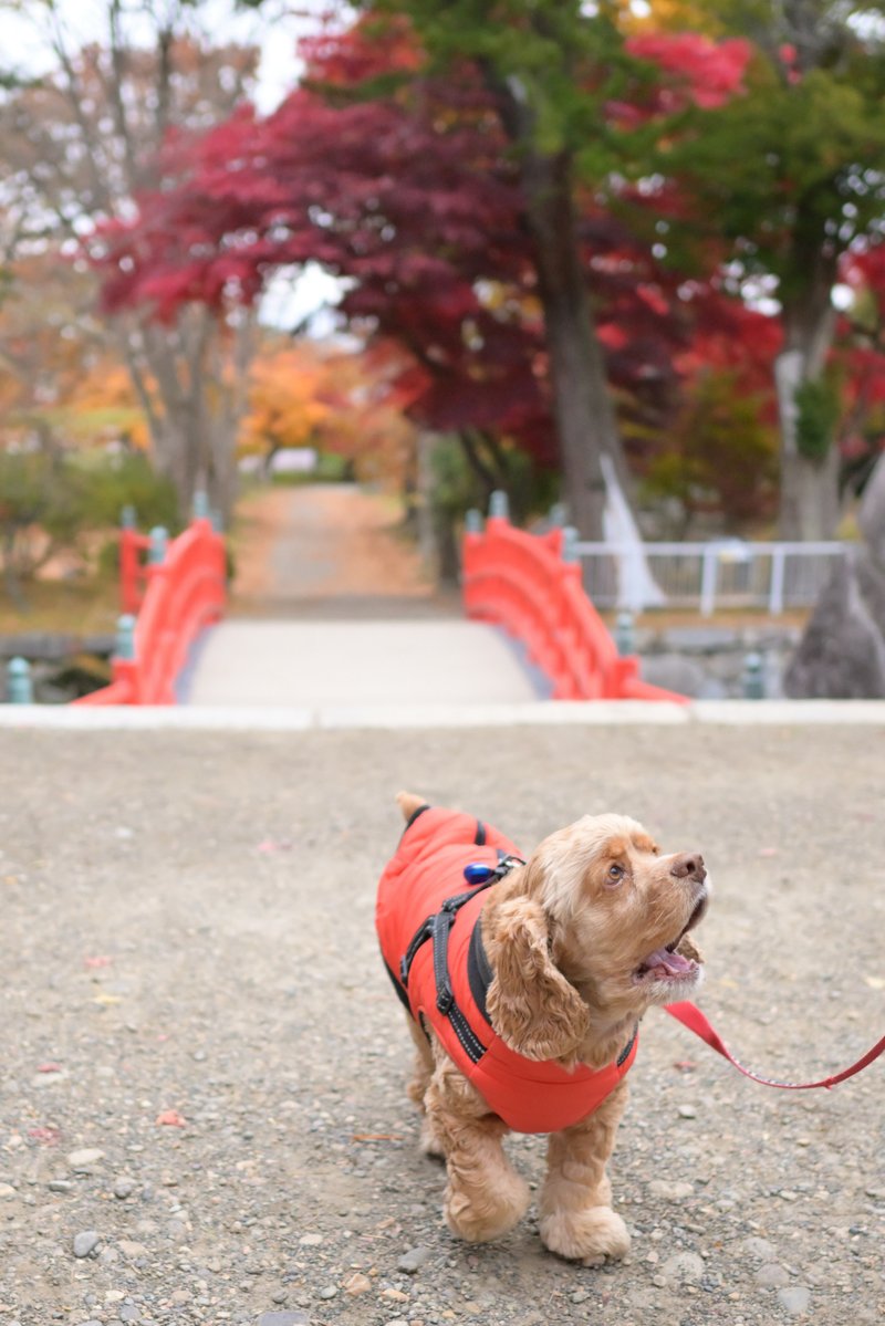 chageki's tweet image. ジュリオとまた紅葉の盛岡城跡公園を散歩しました。 plaza.rakuten.co.jp/shigekimb0515/… #r_blog 　＃アメリカンコッカースパニエル　＃盛岡　#岩手
